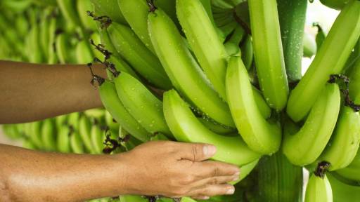 Exportaciones De Banano Se Incrementaron En Un