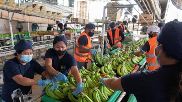 Las Exportaciones De Banano Cierran El Con Una Leve Ca Da