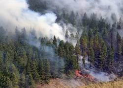 Continúan las labores de combate al incendio forestal dentro del Parque Nacional Cajas. Foto: API