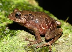 Fotografía cedida por el Instituto Nacional de Biodiversidad (Inabio) que muestra una nueva especie de rana, este jueves en Quito.