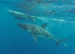 Avistamiento de un tiburón blanco cerca de las islas Galápagos.