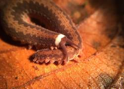 Hallan por primera vez a un gusano de terciopelo en la Amazonía de Ecuador.