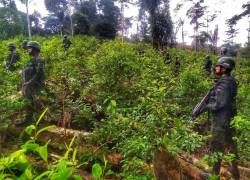 Más de 10 mil plantas de coca fueron localizadas por militares en Sucumbíos.