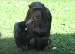 Una chimpancé porta el cadáver de su cría desde hace meses.