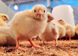 El sector productor de proteína animal emplea a 300.000 personas.