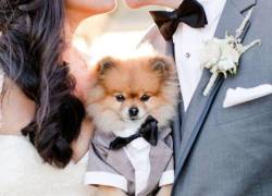 Una pareja de recién casados celebra su boda junto a su fiel mascota.