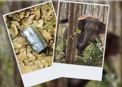 Un elefante asiático salvaje descubre un alijo de opio en el suroeste de China.