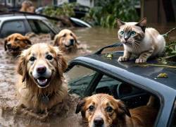 Unos perros y gato atrapados en una inundación.