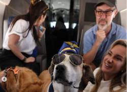Bark Air: el nuevo servicio de viajes aéreos exclusivo para mascotas