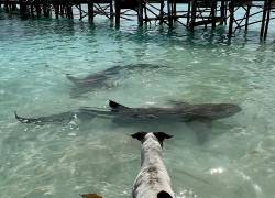 La inusual amistad de una perrita co un tiburón nodriza