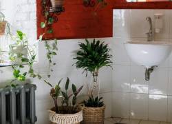 Estudios han revelado que tener plantas en espacios reducidos y húmedos del hogar es altamente beneficioso para mejorar la calidad del aire.