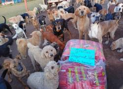 Perros de una fundación en la ciudad de Quito recibiendo sus donaciones.