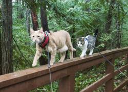 ¿Cómo preparar a tu gato para sacarlo a pasear?