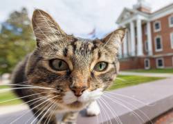 Max es el gato atigrado de la Universidad Estatal de Vermont en Castleton que se unió a la promoción de graduados de 2024 con un doctorado honoris causa.