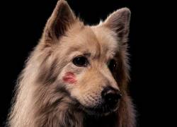 La marca Etnia Cosmetics realizó el lanzamiento de la campaña Kiss Testing que busca combatir la crueldad animal.