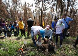 Personas plantan árboles en el sector del Panecillo, una zona afectada por los incendios, este sábado en Quito.