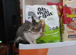 Penelope, gatita de uno de los colaboradores de Editorial Vistazo junto a los nuevos alimentos para mascotas !Oh mai gat! y Dogourmet.