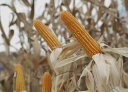 Con las estimaciones de producción de maíz y el volumen mensual que demanda la industria de balanceado, se prevé que solo habrá grano hasta octubre del presente año.
