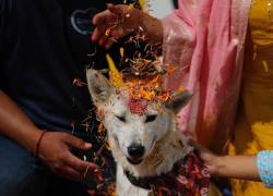 Un perrito siendo homenajeado en el Kukur Tihar en Nepal.