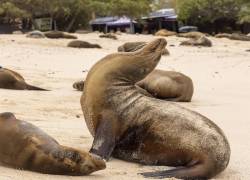 El último censo sobre el lobo marino de Galápagos muestra que un 20% de la población total está en una colonia que vive en el malecón de Puerto Baquerizo Moreno en la Isla San Cristóbal.