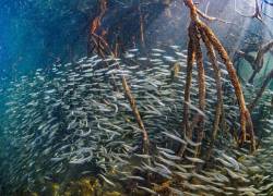 ¿Por qué son importantes los manglares de Galápagos?