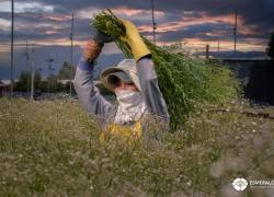 Una jornalera sostiene las plantaciones de flores.