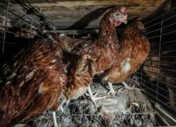 Gallinas libres: Terranimal lidera el cambio para gallinas fuera de las jaulas