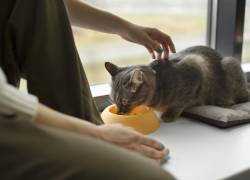 Un gato comiendo junto a su tutora.