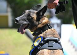 El perro antiexplosivos Zeus aparece en la foto después de ser condecorado durante una ceremonia para reconocer el trabajo excepcional de las unidades caninas antidrogas y antiexplosivos.
