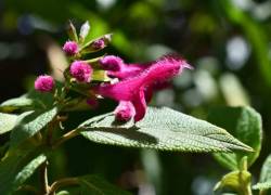 La Salvia quitensis, conocida también como salvia de Quito, es una planta endémica de la región de Quito, Ecuador.