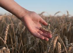 La falta de conexión con mercados internacionales y la escasez de capacitaciones pueden ser algunas limitantes para el sector agroalimentario del Ecuador.