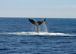 Fotografía referencial de una ballena en el mar.