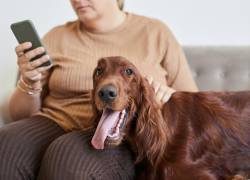 Los perros se vuelven más negativos al oler el estrés humano, según un estudio.