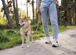 Un perro paseando con correa y su collar junto a su tutor.