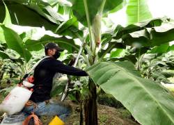 Las normativas de inocuidad alimentaria de los principales mercados compradores apuntan hacia la reducción de la carga química en los insumos agrícolas.