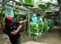 Las plantaciones de banano en Los Ríos participan en SafeBanana, un proyecto que detecta plagas como el moko bacteriano y Fusarium Raza 4 para proteger la producción en Ecuador.