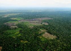 AVANCE. En los últimos años, según los reportes de la Unodc, los cultivos de hoja de coca han aumentado en la Amazonía de Bolivia, Colombia y Perú.