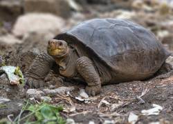 Confirman que tortuga hallada en Galápagos es de una especie considerada extinta