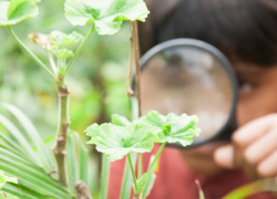 Fotografía referencial de un niño estudiando una planta.