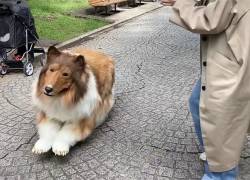 Toco, único nombre con el que se conoce al hombre dentro del popular disfraz realista de perro, ha sorprendido a internautas de todo el mundo y a transeúntes japoneses por igual.