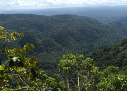 Fotografía de la selva amazónica que se extiende por la provincia de Napo.