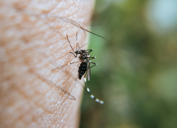 Fotografía de un mosquito picando a alguien.