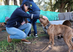 Fotografía de una de las personas que intervinieron el lugar acariciando a un perro rescatado.