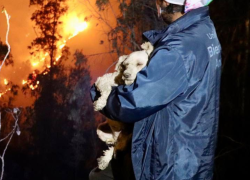 Fotografía que muestra a uno de los perros rescatados en la zona boscosa afectada.