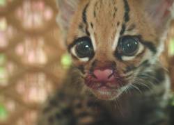 Fotografía de la ocelote Meg, una de las incontables víctimas de la quema de canteros azucareros.