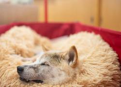 Esta fotografía tomada el 19 de marzo de 2024 muestra al perro shiba inu japonés Kabosu, mejor conocido como el logotipo de la criptomoneda Dogecoin, descansando en la oficina de su dueño Atsuko Sato después de jugar con niños.
