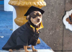 Canelo, el perro sin hogar que se graduó de una escuela en México y conmueve con su historia