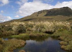 Fotografía del páramo del Parque Nacional Llanganates.