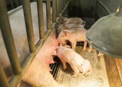 Fotografía en la que se observa a cerdos bebés que son amamantados entre rejas, confinados y separados de su madre en un espacio reducido, dentro de un recinto de producción de carne.