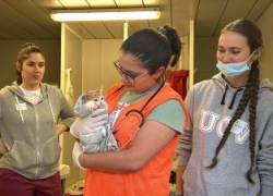 Grupo de voluntarios en Valencia, España atendiendo a un gato rescatado.